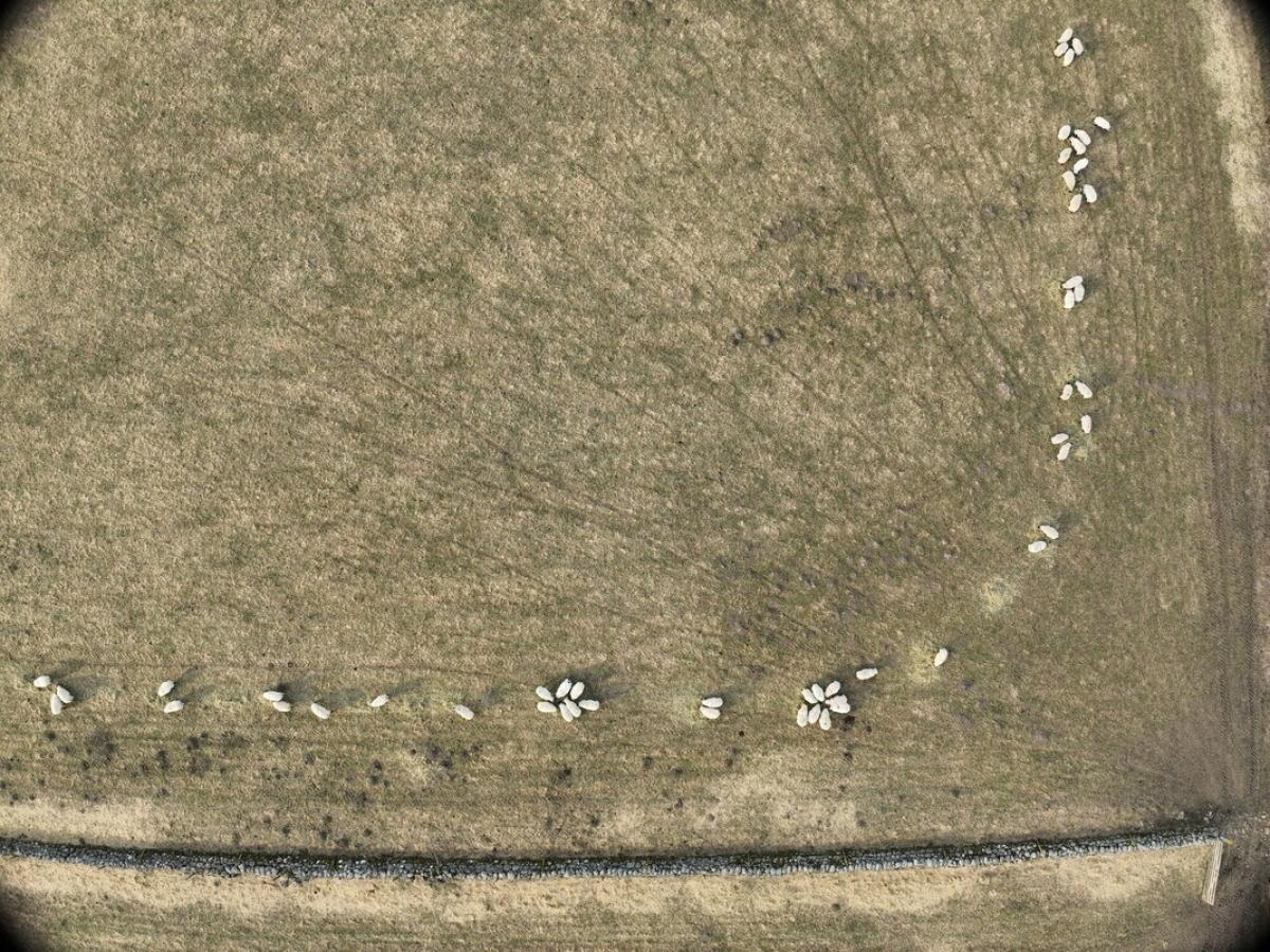 an aerial view of sheep eating on a field