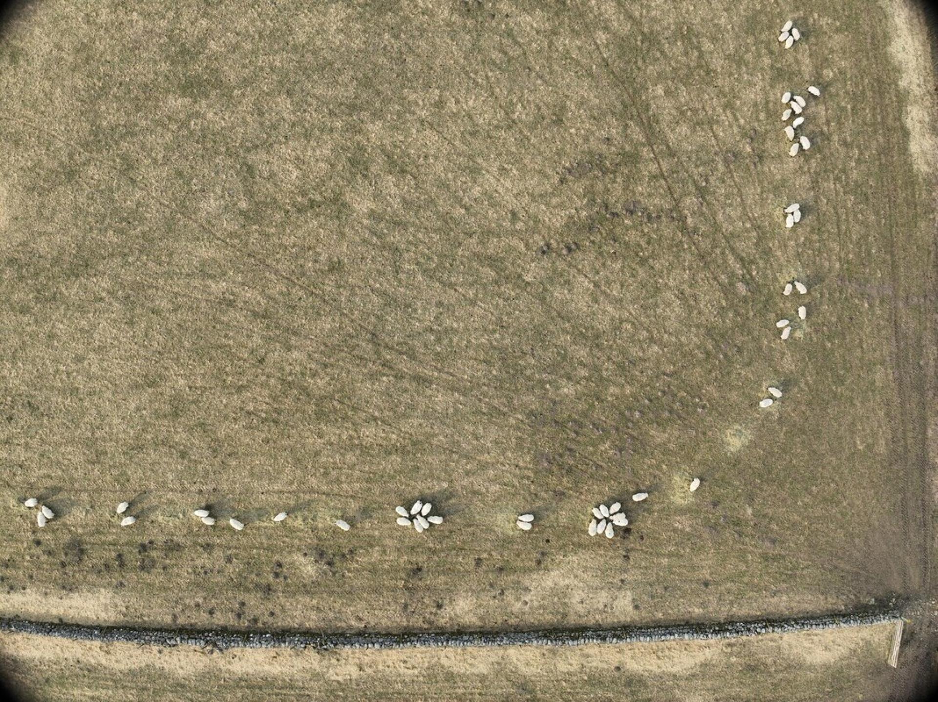an aerial view of sheep eating on a field
