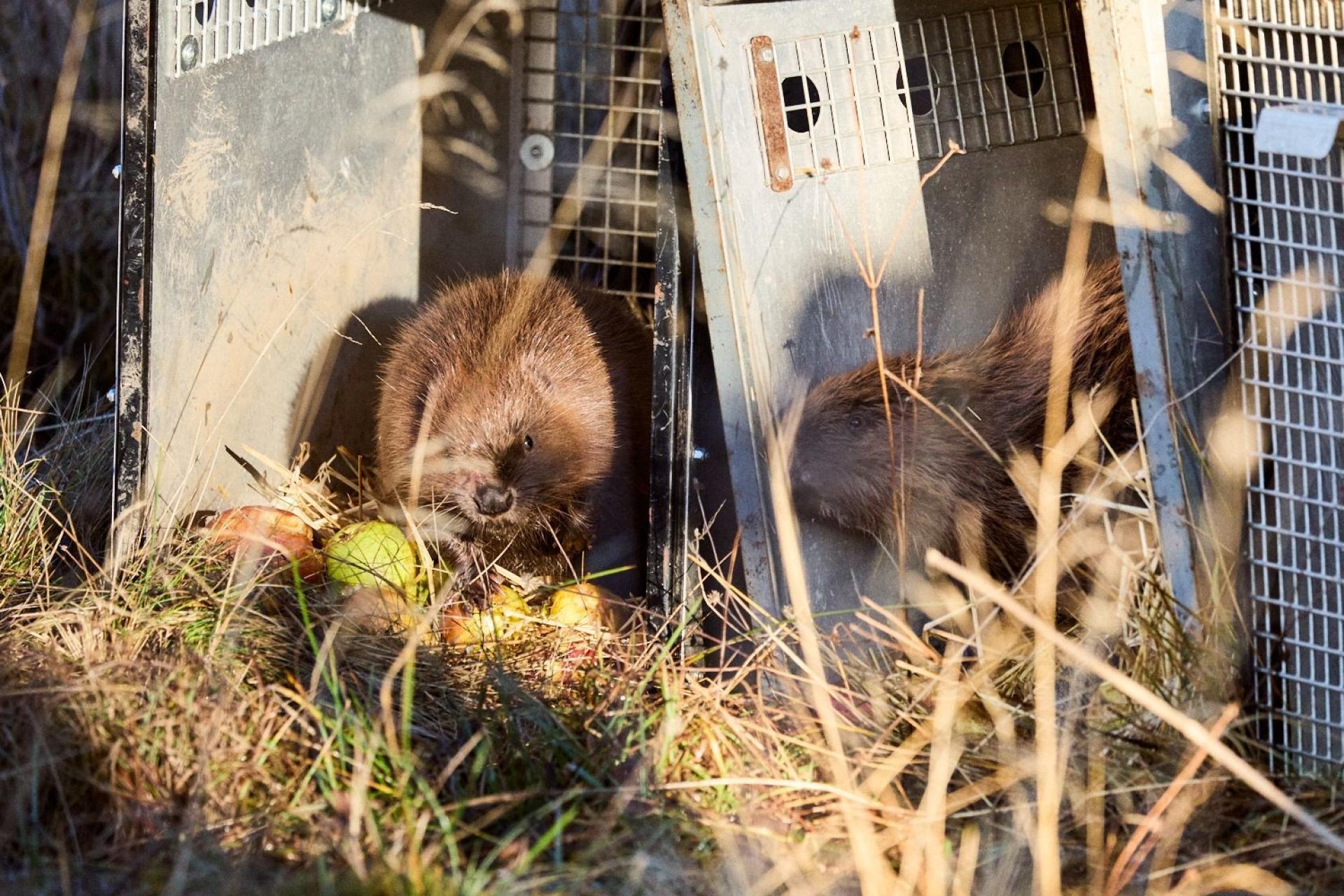 Two beavers emerging from metal crates onto grassland.