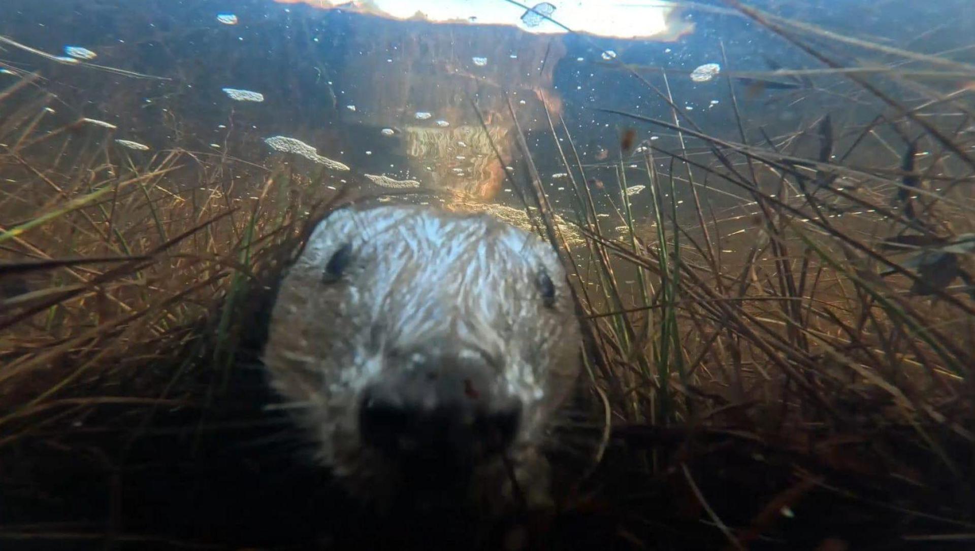 An underwater image of a beaver's face close to the camera.