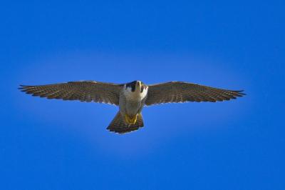 Close up of an adult peregrine falcon in flight facing camera from underneath