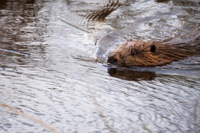 A beaver swimming through water.