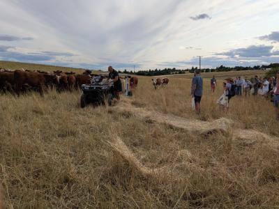 an agricultural event demonstration in a field with cows and people watching