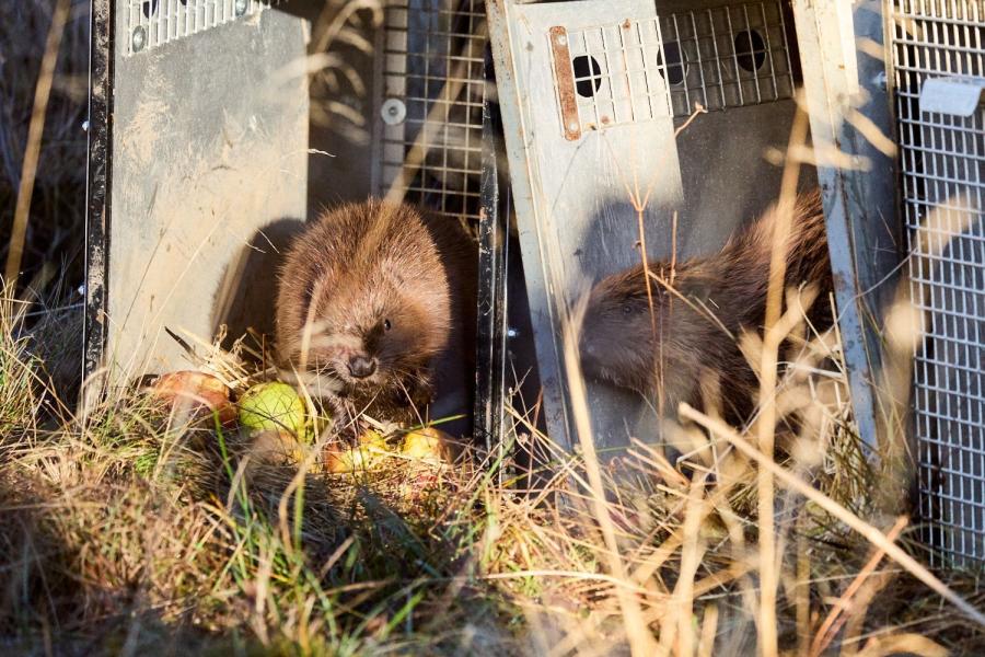 Two beavers emerging from metal crates onto grassland.