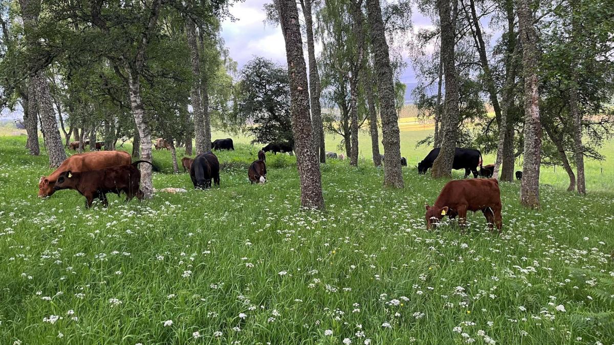 Black and brown cows grazing on long grass amongst trees.
