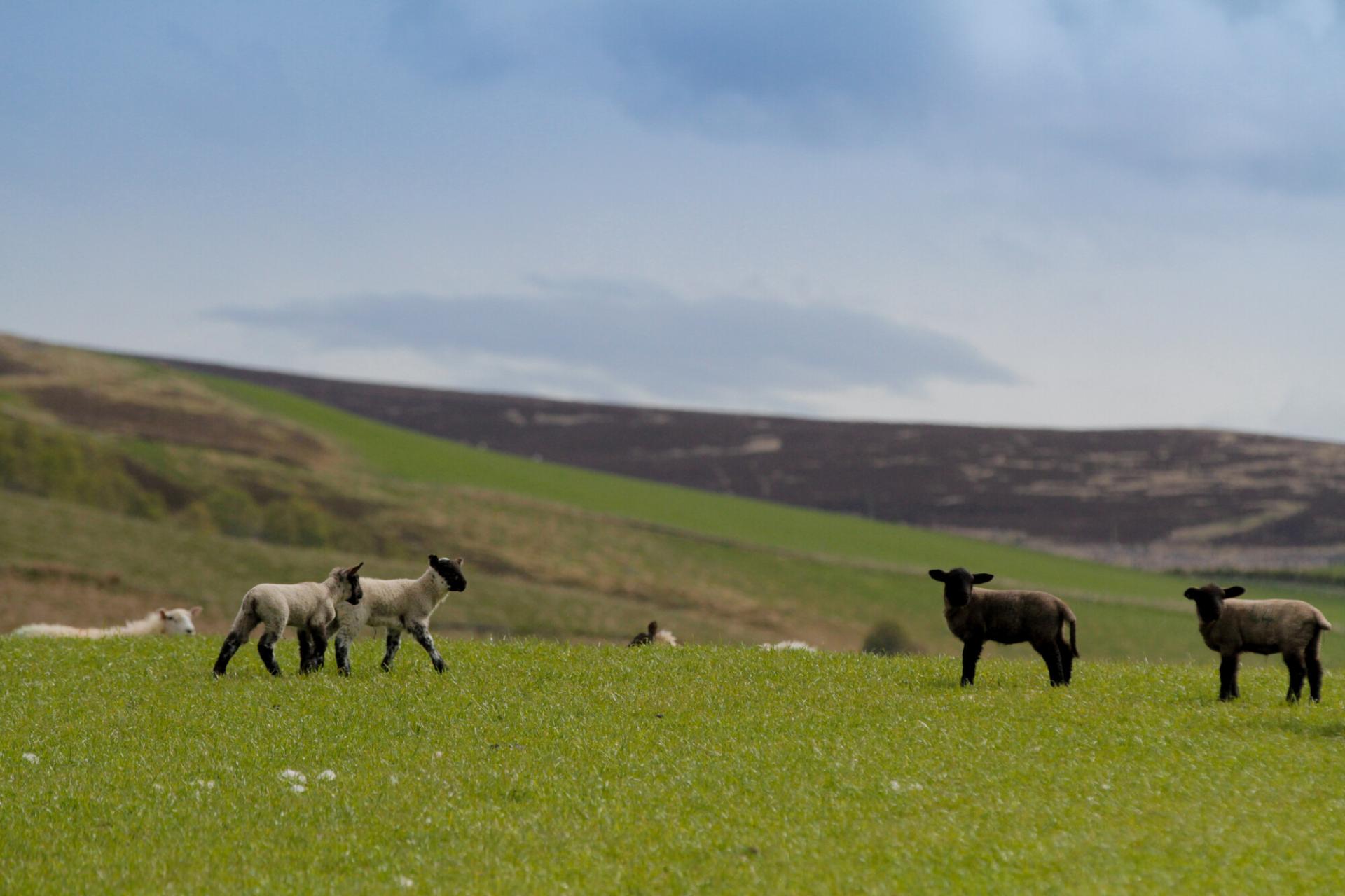Spring lambs in a field with rolling hills in background.