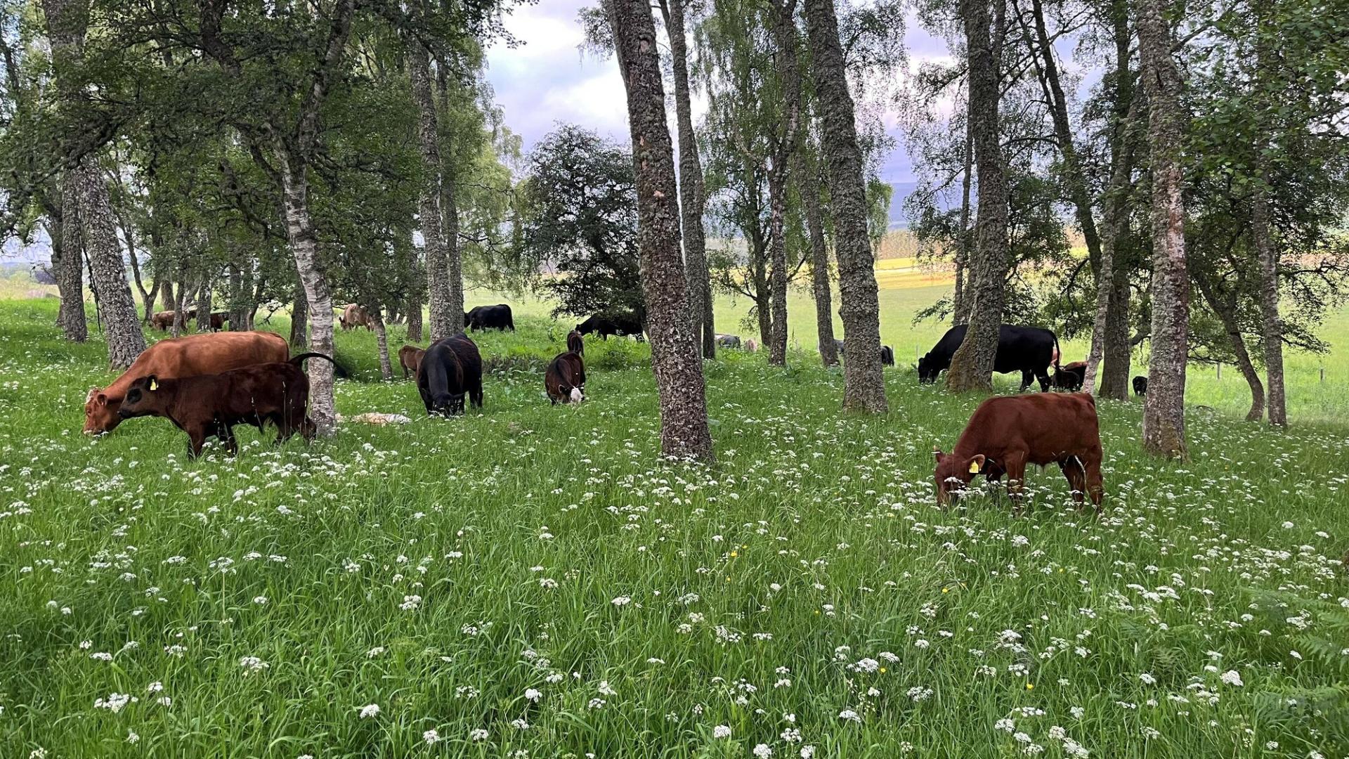 Black and brown cows grazing on long grass amongst trees.