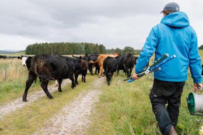 Farmer in blue jacket and blue cap carrying fence posts and a bale of wire walks behind a herd of black and tan cows on a dirt track.