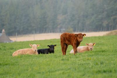 four calves on a farm