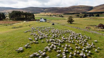 Herding sheep in a field.