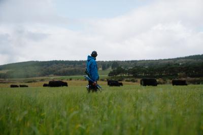 Farmer wearing a blue jacket and blue cap in a field with cows grazing long grass.