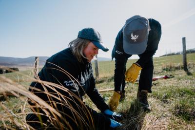 Two people outside wearing baseball caps are planting a tree sapling