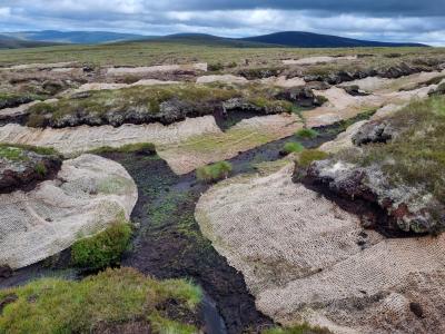 An area of peatland where grass seed has been planted into netting to help the bog recover