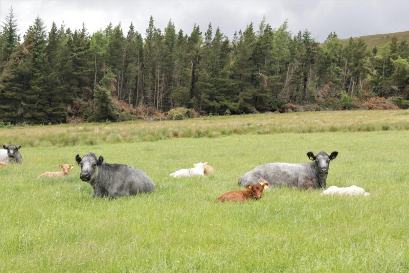 Image of cows and calves laying down in the grass, with woodland in the background in one of the fields at Rhindhu Farm, near Tomintoul.