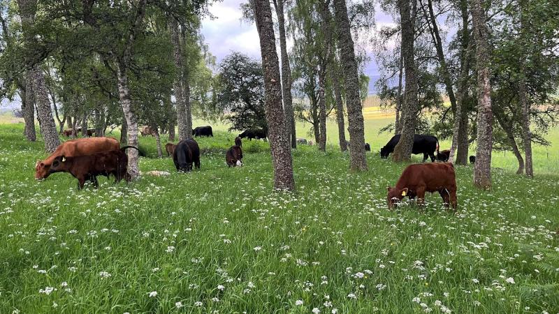 Black and brown cows grazing on long grass amongst trees.