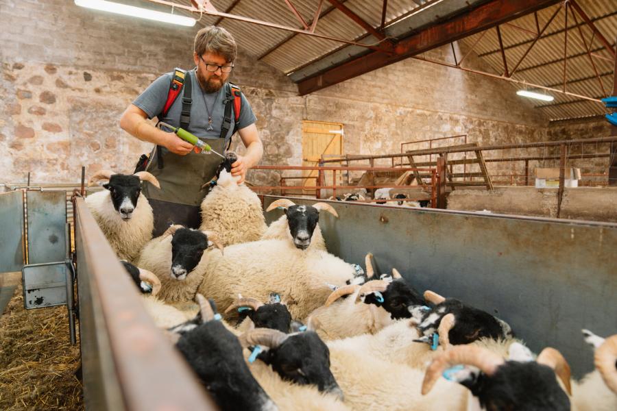 Farmer working with sheep indoors