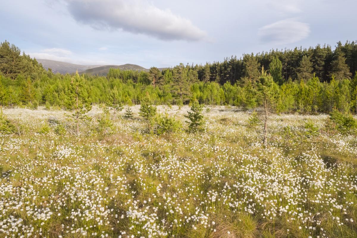 Bog woodland at Uath Lochans with trees in background.
