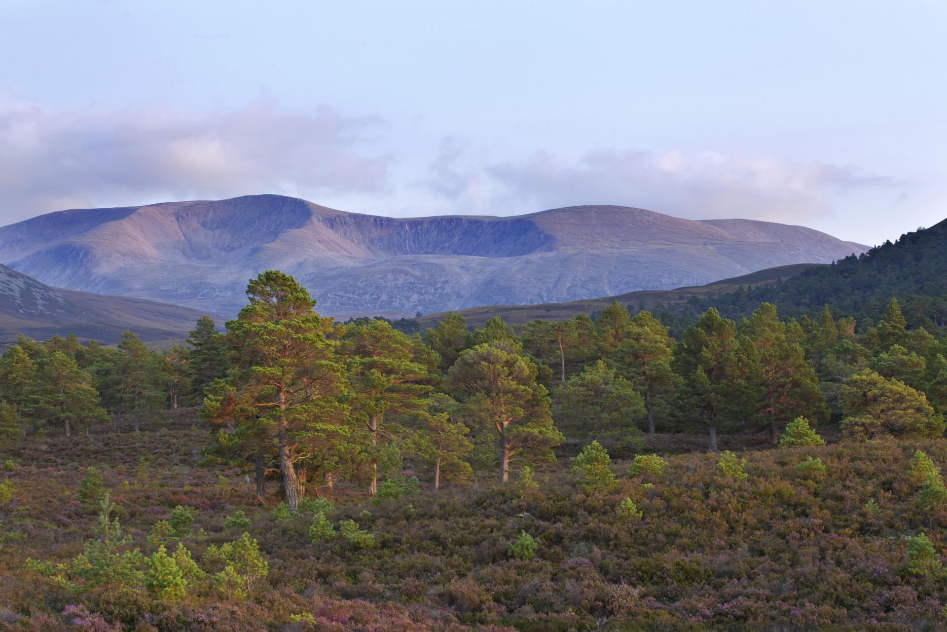Scattered Scot's pines on heather moorland in late summer, Rothiemurchus, Cairngorms National Park, Scotland, UK