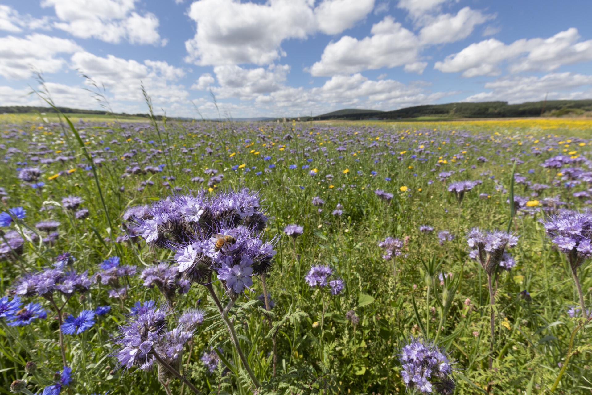 Bee species on phacelia flower in arable field.