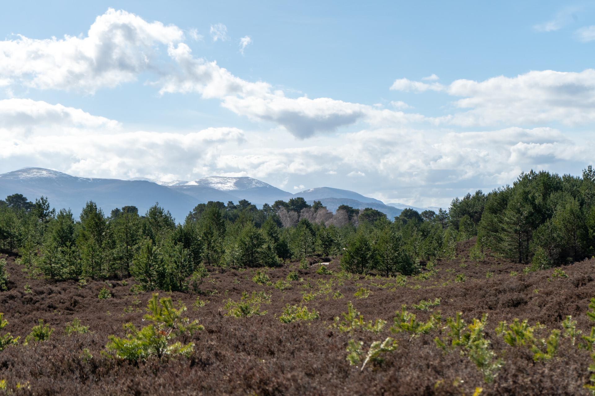 Tree saplings and heather in the foreground with more mature trees behind and distant mountains.