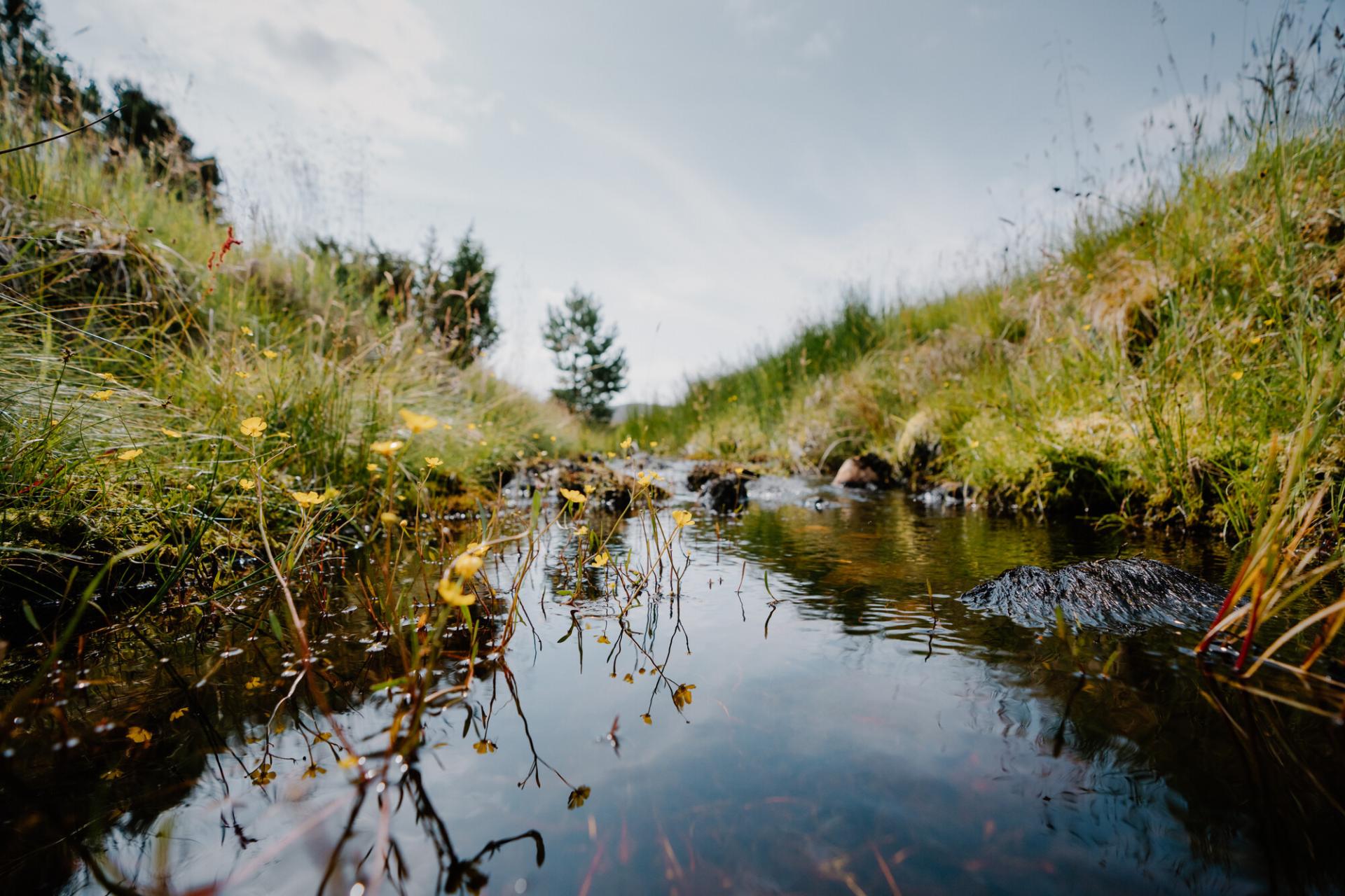 Close up image of the Slugain burn, a stream of water with grass on either side and small yellow flowers.