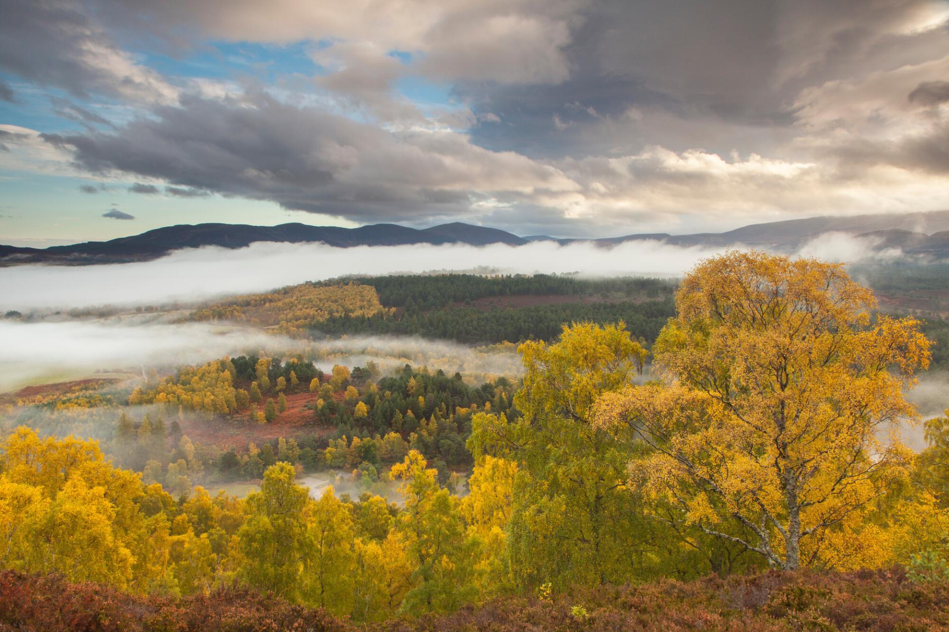 Rothiemurchus forest in autumn - a birch woodland with yellow autumn leaves in mist