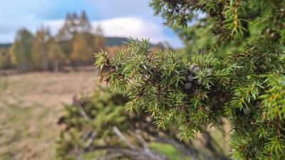 Berries on a Juniper bush