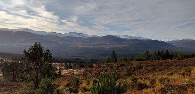 A scenic view from Glenmore across pine woods to snowy mountain peaks of the Cairngorms in the distance.