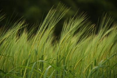 Image across a field with plants swinging in the wind.