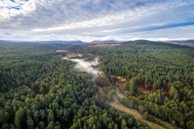 An aerial view above abernethy forest with the Cairngorm mountain range behind.