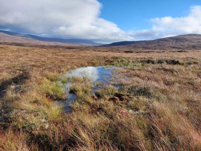 A grassy pond in peatland