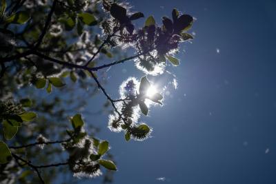 A view through tree foliage to a blue sky with sun shining around leaves