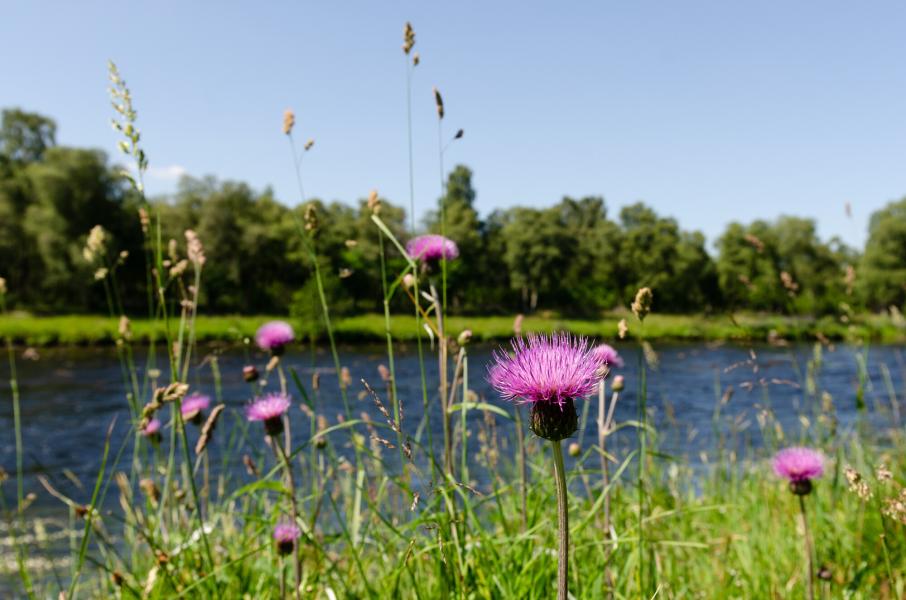 Thistles growing by the side of the River Spey.