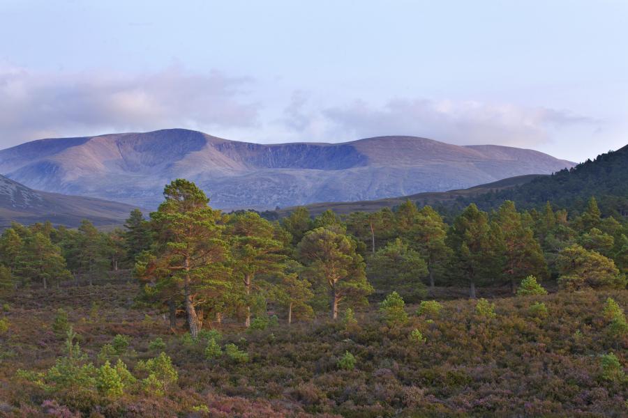 Scattered Scot's pines on heather moorland in late summer, Rothiemurchus, Cairngorms National Park, Scotland, UK