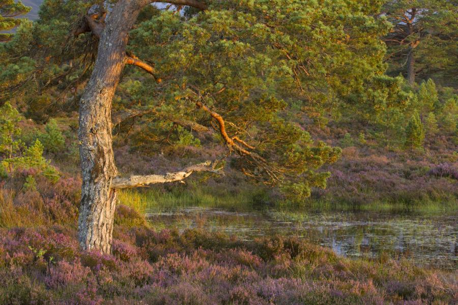 Scot's pine (Pinus sylvestris) and flowering heather, Rothiemurchus.