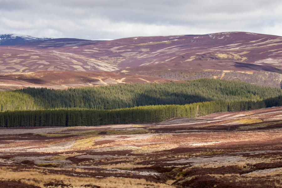 Mixed habitat of heather moorland and commercial forestry on grouse shooting estate