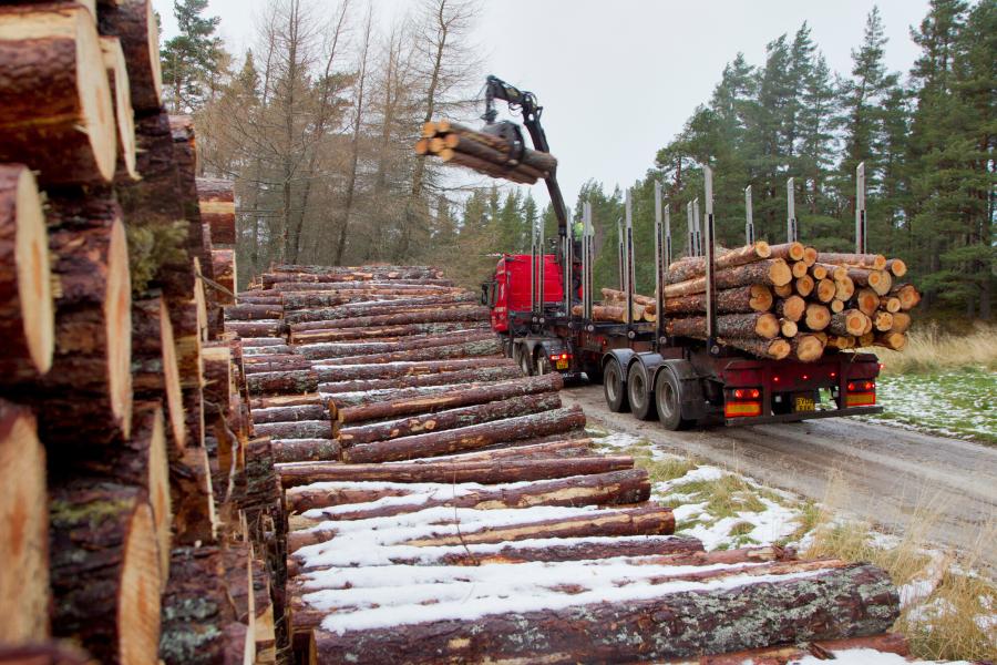 Timber transport lorry picking up harvested pines, Abernethy Forest, Cairngorms National Park, Scotland, UK