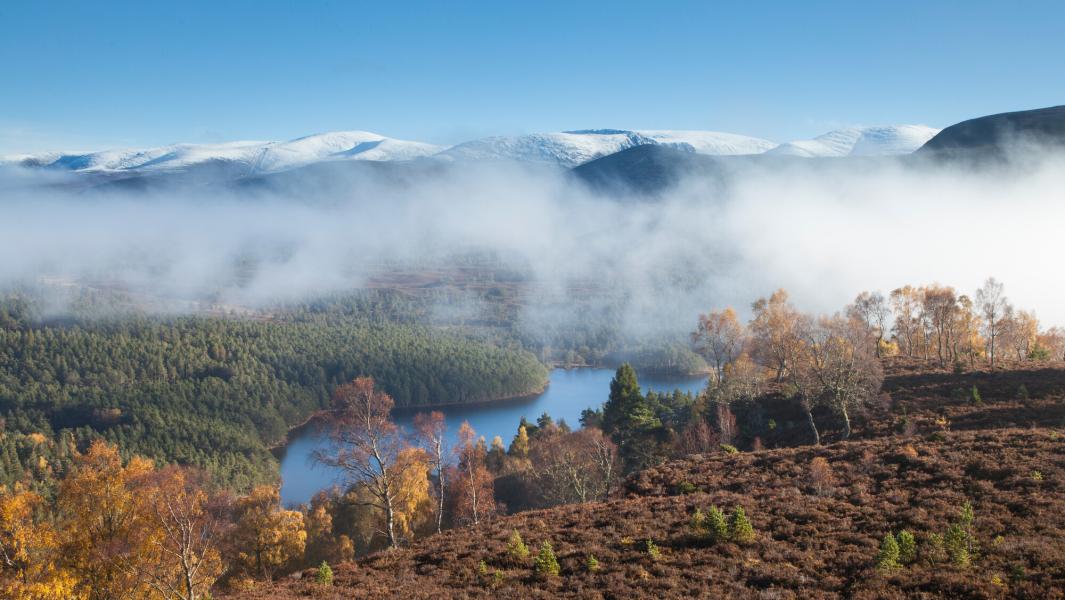 Looking down on the Rothiemurchus Forest on a misty autumn morning with Cairngorm mountains beyond