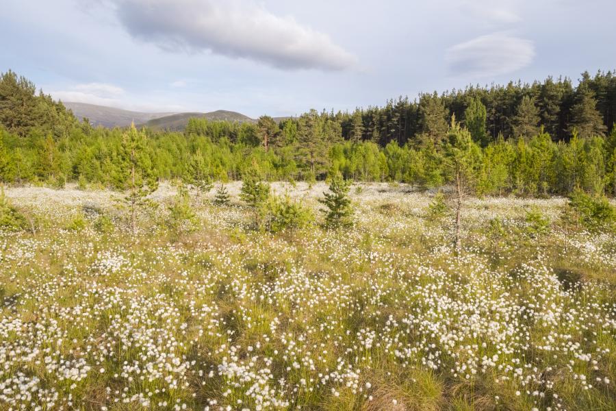 Bog woodland at Uath Lochans with trees in background.