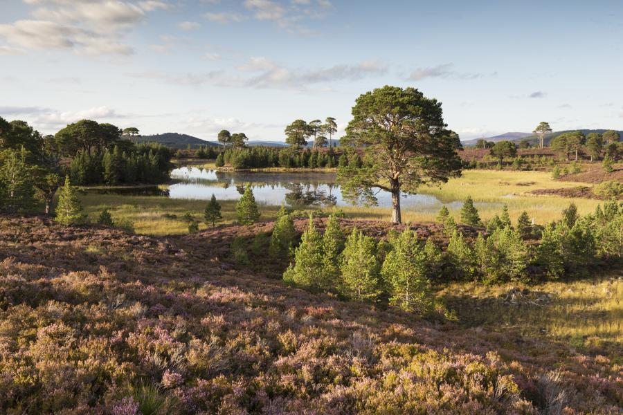 Evening light over Loch a Garbh-Choire, Abernethy Forest with heather, trees and small lochan.