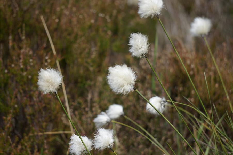Numerous bog cotton plants