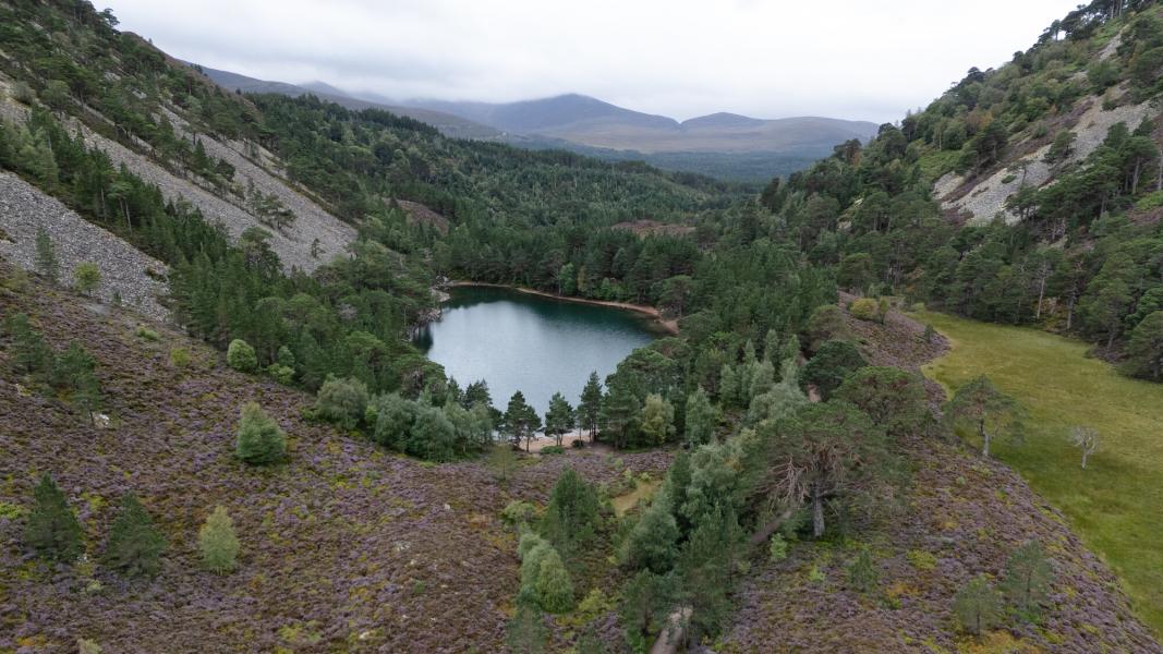Trees and heather around a small loch called An Lochan Uaine