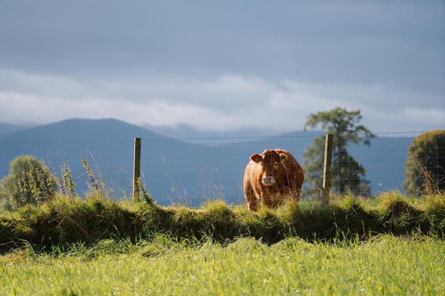 A brown cow behind a fence in a field of grass.