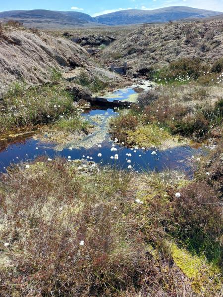 Image of four spotted chaser pools on restored peatland