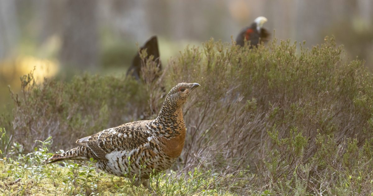 cairngorms-national-park-capercaillie-conservation-in-the-spotlight