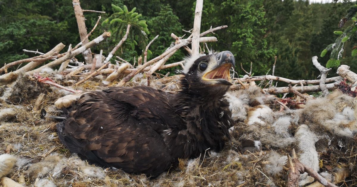 Native Uk Raptor Cairngorms National Park | Raptor breeding successes for East…