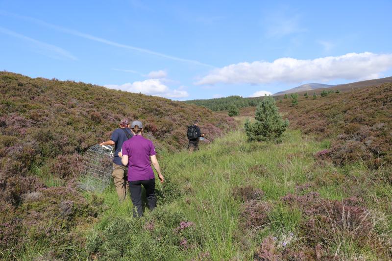 View of three people walking away from the camera into the heather moorland carrying equipment