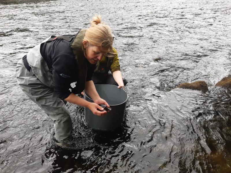Person holding freshwater pearl mussels while standing in a river.