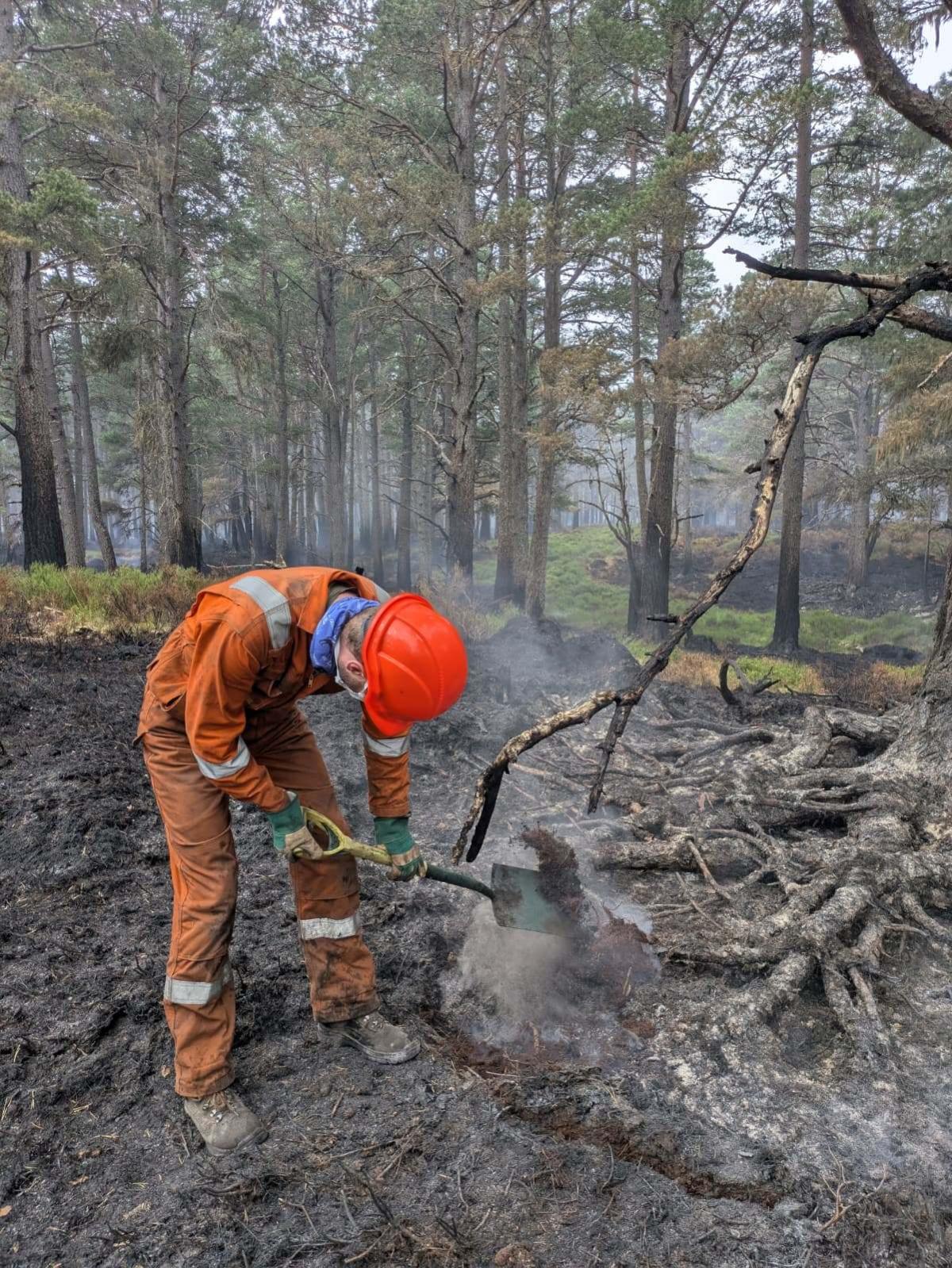 A firefighter digs around the edge of a burnt tree in the Glenmore forest, revealing heat still lingering below the surface