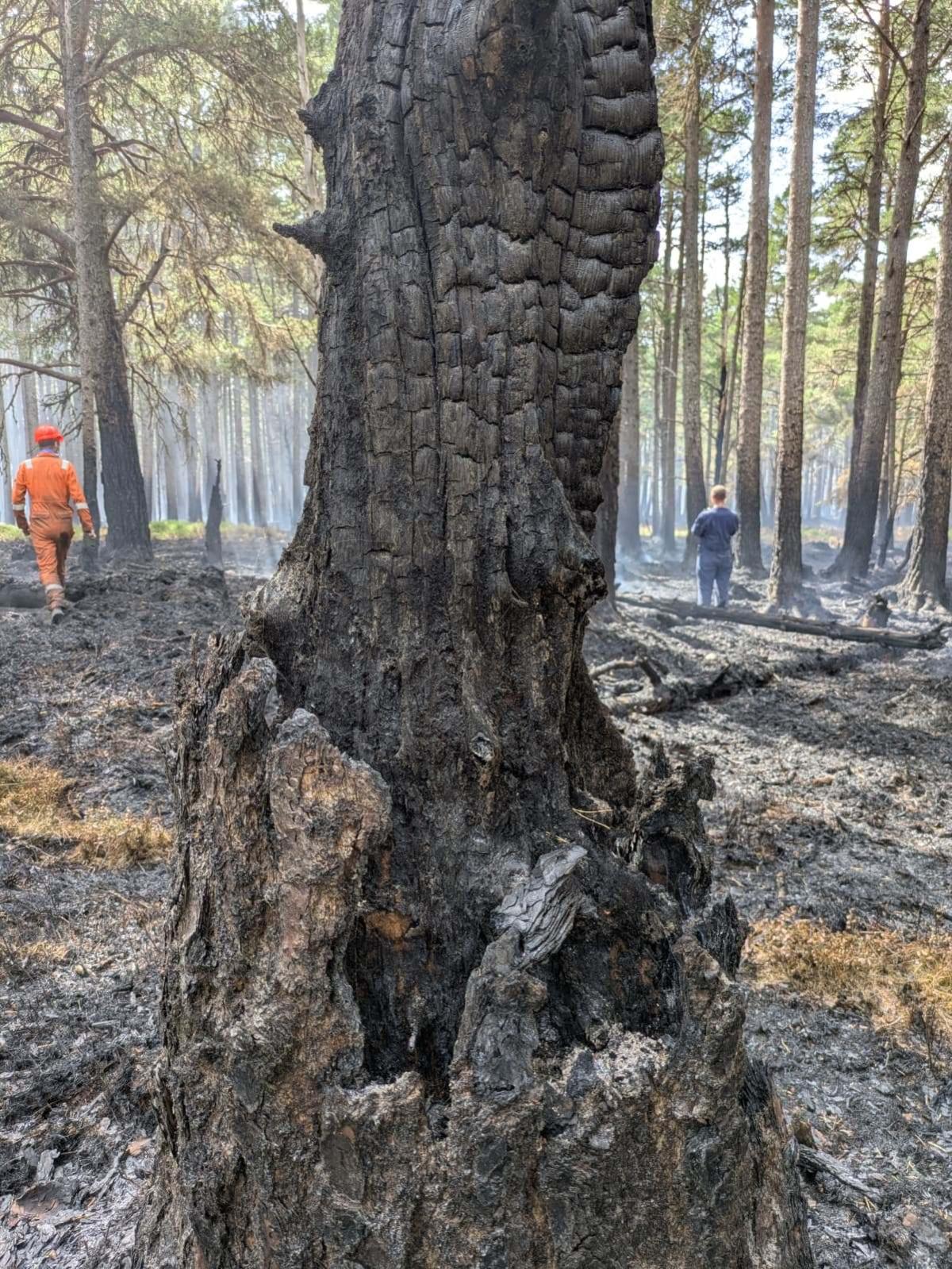 Close up of a fire-damaged tree in the Glenmore forest, with two contractors in the distance